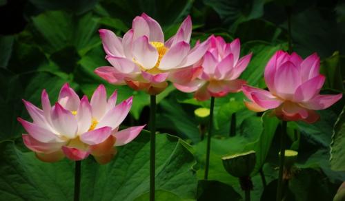 lotus-flower